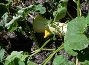 courges butternut au potager