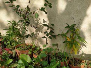 petits arbres à planter cet hiver