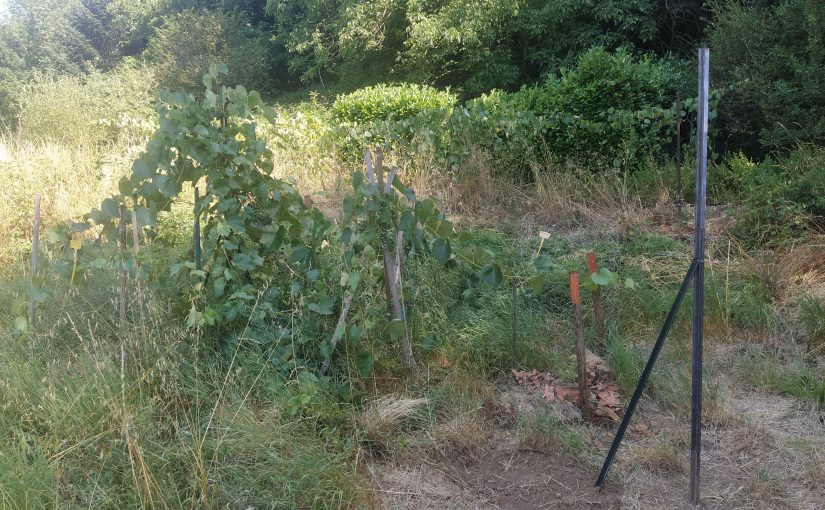Plantation de l&rsquo;îlot #2 du jardin-forêt 🌳🌱🌳